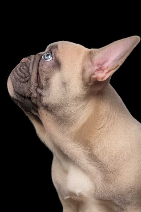 Французький бульдог (дівчинка)