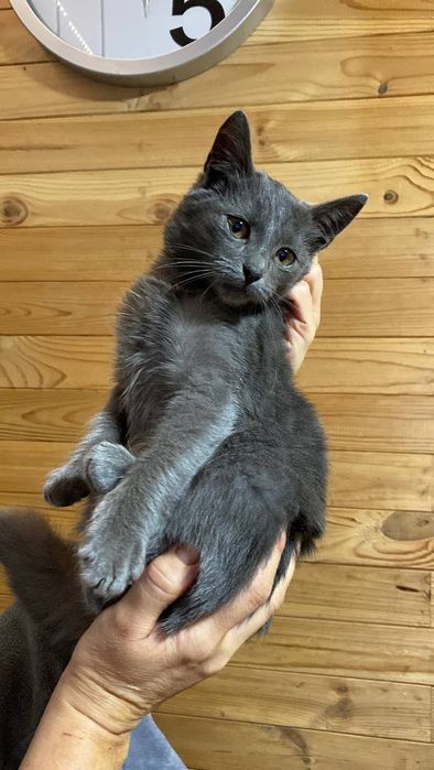 Сіренький котик Кекс шукає дім