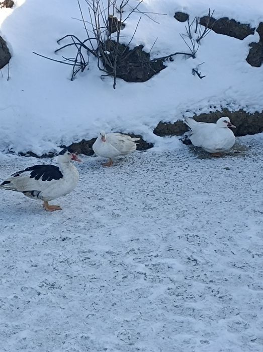 Kaczki francuskie, gęsi kałudzkie