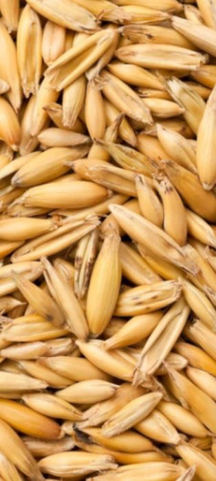 Sprzedam Owies, Jęczmień, Pszenicę