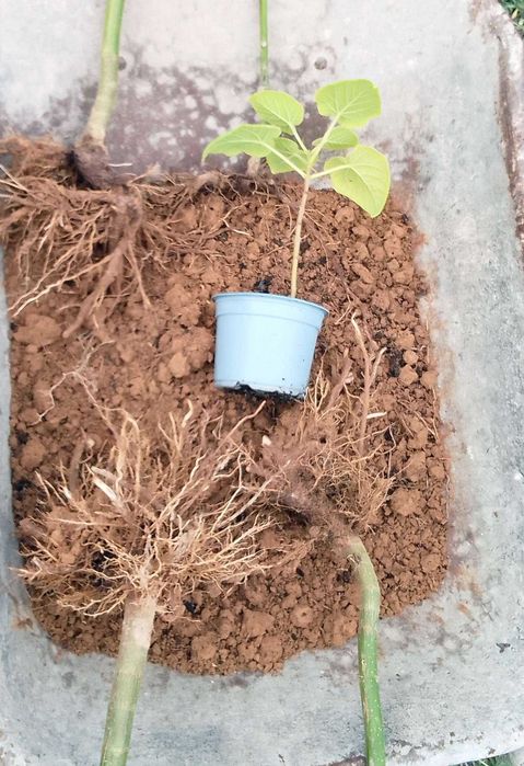 SPRZEDANE - Drzewa tlenowe Paulownia, karpy jednosezonowe z gruntu.