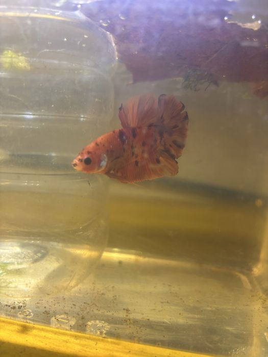 Bettas de seleçao