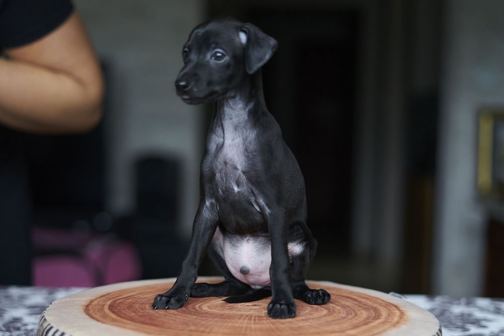 Charcik włoski - Brivio chłopiec ZKWP/FCI