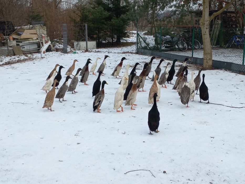 Jaja lęgowe, biegus indyjski