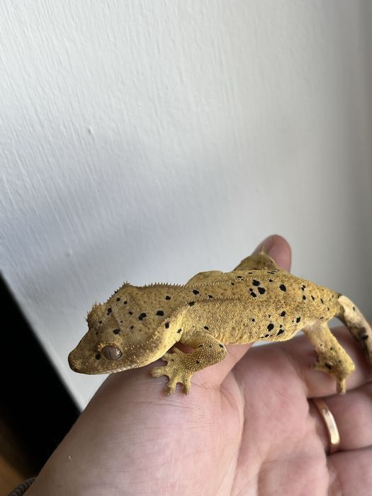 Gekon orzęsiony DP6 samica dalmatian
