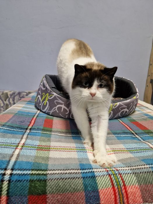 Kicia o pięknym umaszczeniu.