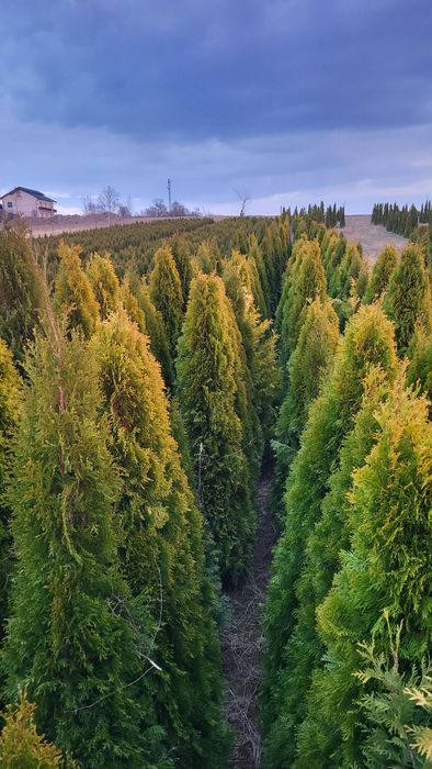 Tuje  Szmargd 150 do 190cm Promocja!!!