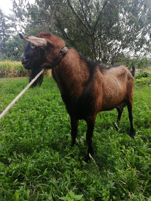 Krycie kozłem anglonubijskim