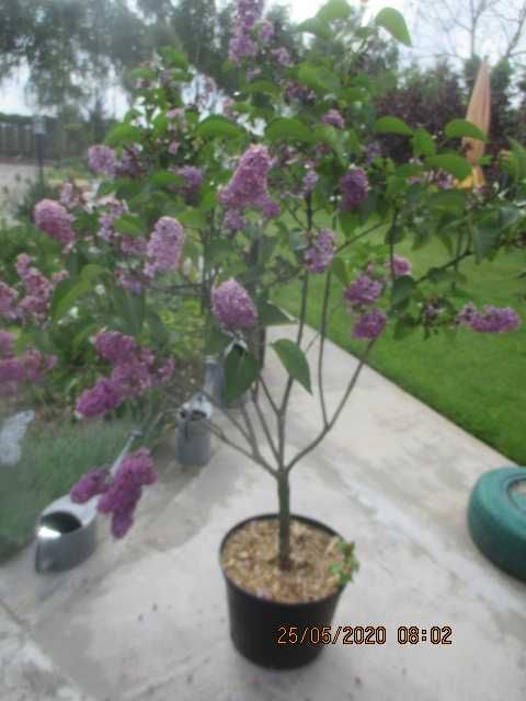 bez , lilak, drzewko , krzew