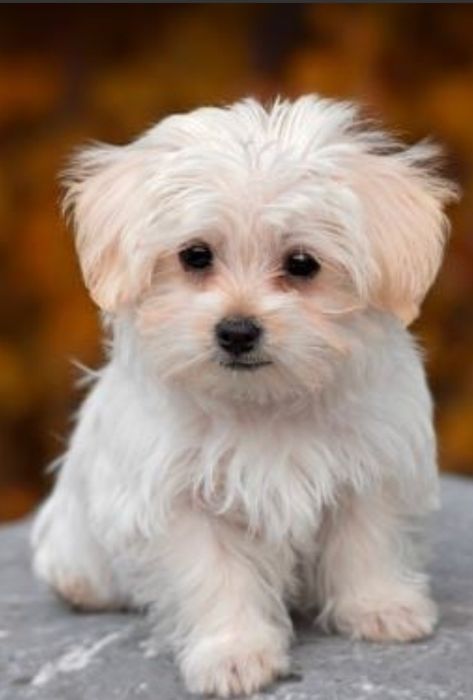 Cachorro podengos anão
