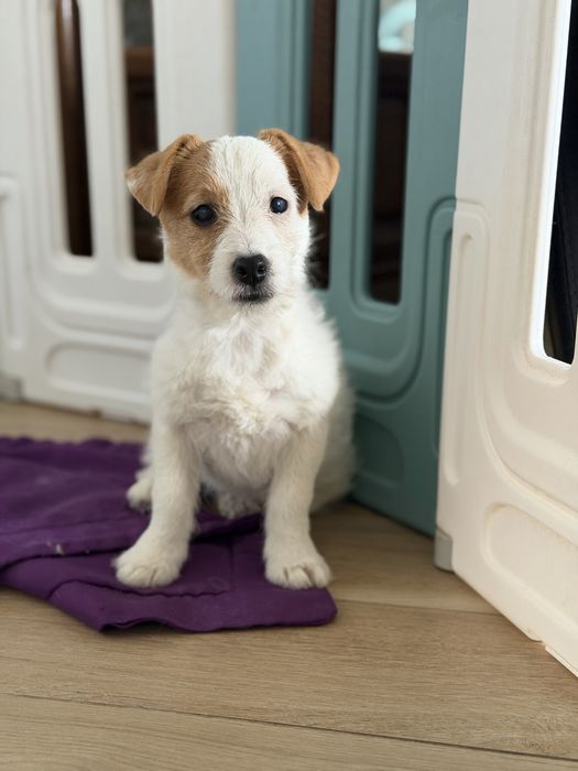 Suczka Jack Russell terrier ZKWP/FCI szorstkowlosa
