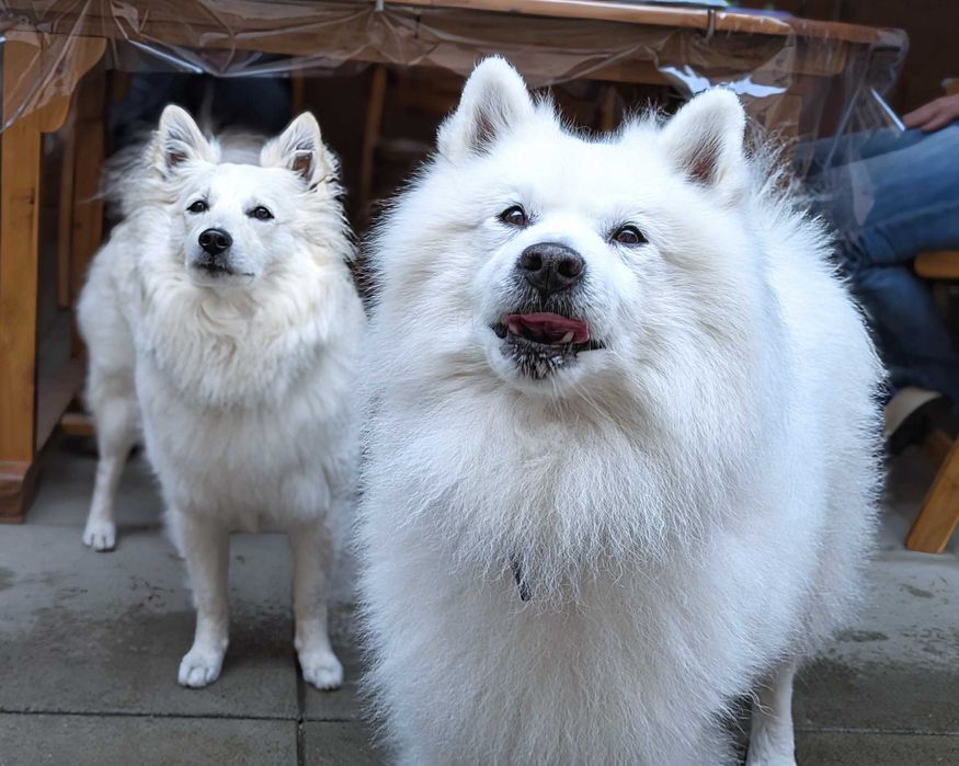 Szpic niemiecki duży BIAŁY, jedyny taki w Polsce!