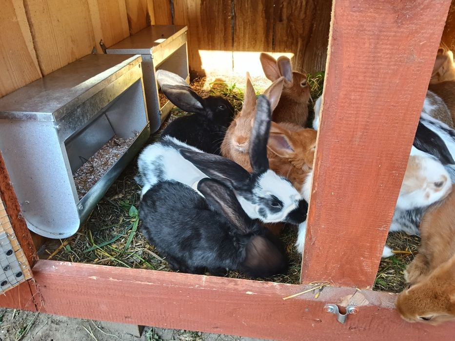 Króliki nowozelandzkie i srokacze