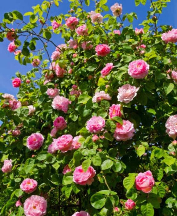 Варенье из лепестков чайной розы