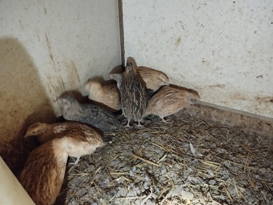 Vendo ovos de codorniz gigante