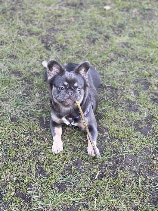 Французький бульдог