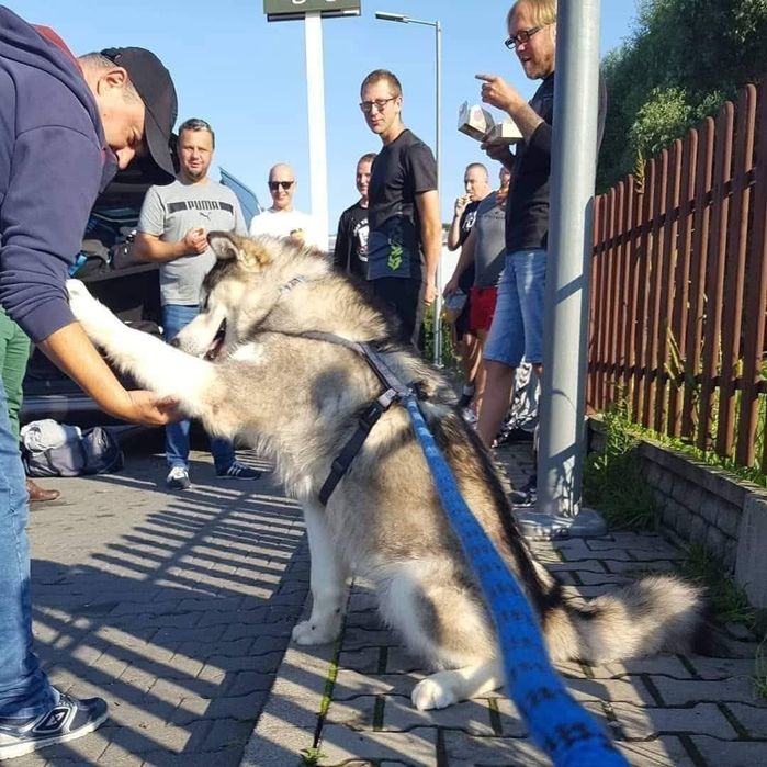 Zapowiedź miotu Alaskan Malamute ZKwP/FCI