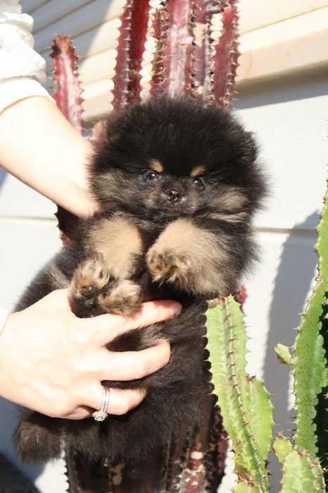 Spitz anão. Lulu da Pomerânia.  Pedigree. Lop e Afixo Perfeito