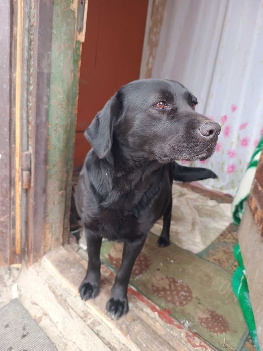 Найдена собака район Гвардия Рокувата