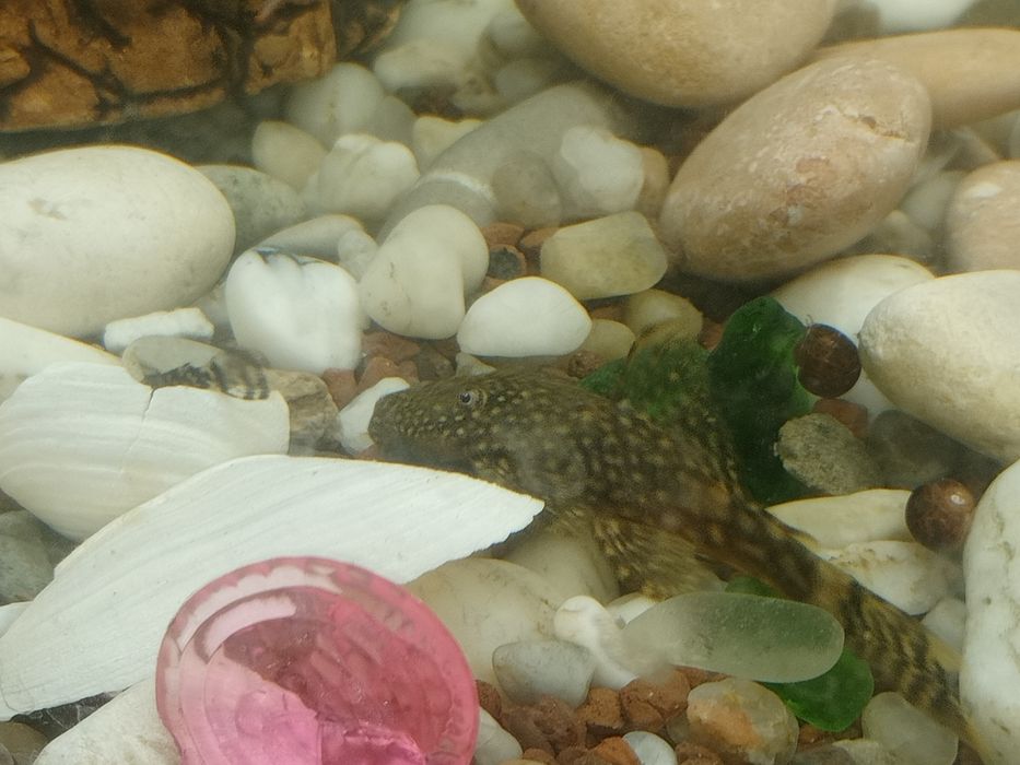 Сомик анцитрус мальки