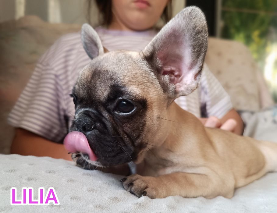 Buldog francuski suczka ZKwP
