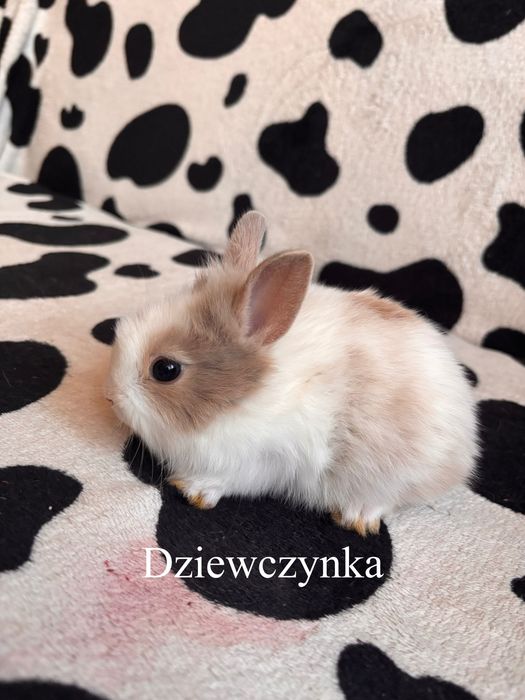 Króliczki miniaturki