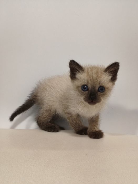 Gatinho para adoção responsável