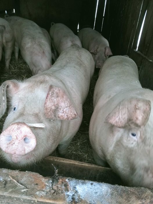 sprzedam tuczniki 100-120 kg