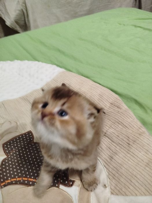 Очаровательнай вислоухий малыш золотая шиншилла