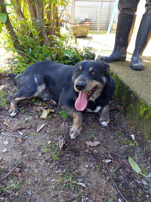 Cao de 6 aninhos para adopção 8