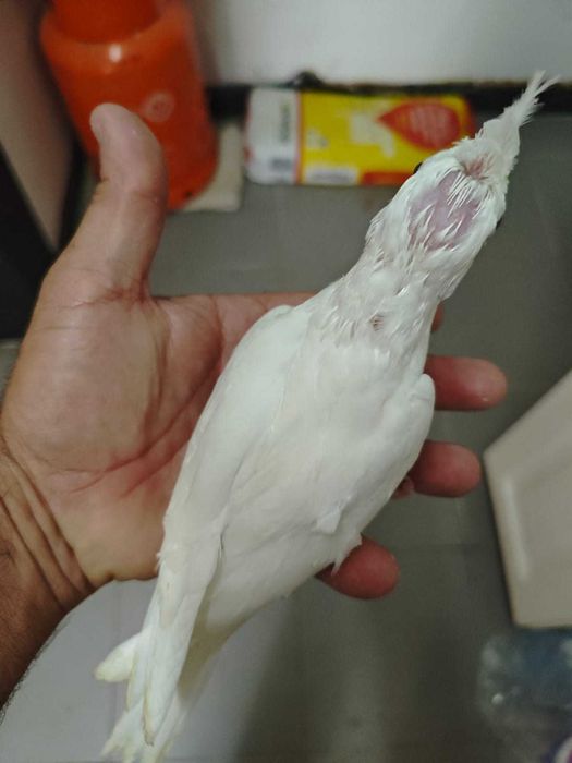 Caturras para acabar de criar à mão
