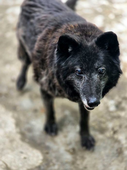 Cezary, starszy pies szuka domy na jesień życia.  Adopcja, schronisko
