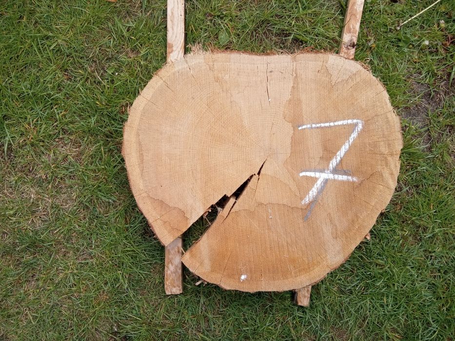 Plaster dębowy na stolik kawowy/ blat