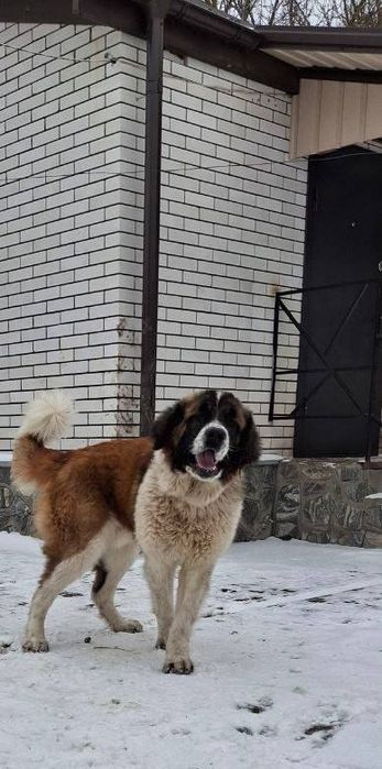 цуценята московської сторожової