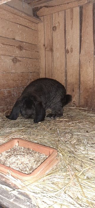 Kroliki królik francuski baran francuskie barany szare żelaziste