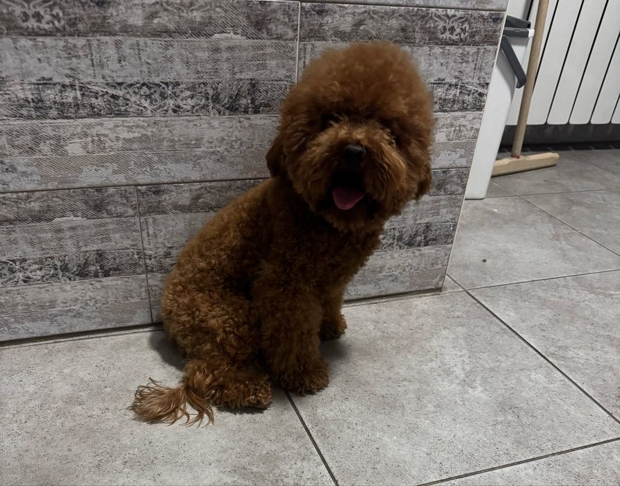 Той пудель, Китай, вязка