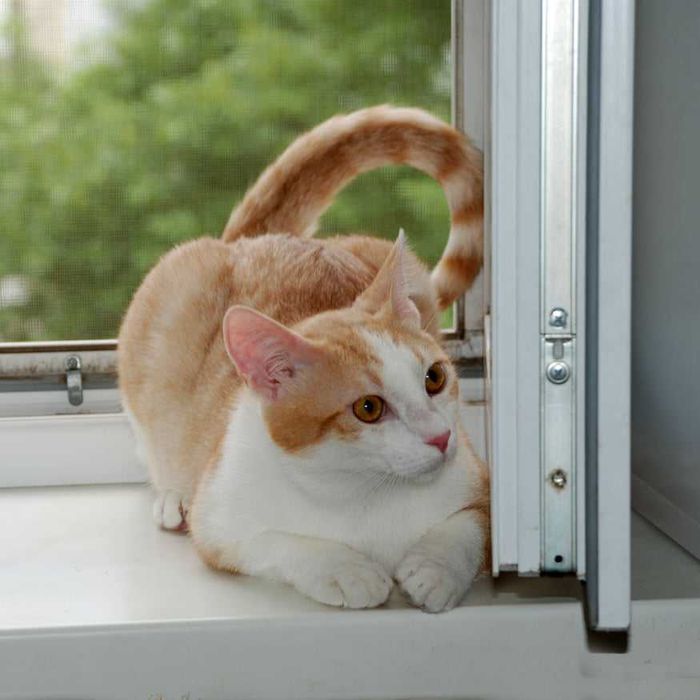 Лисик в поиске любящей семьи!