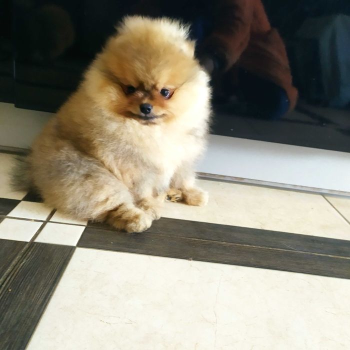 Три хлопчики помчики