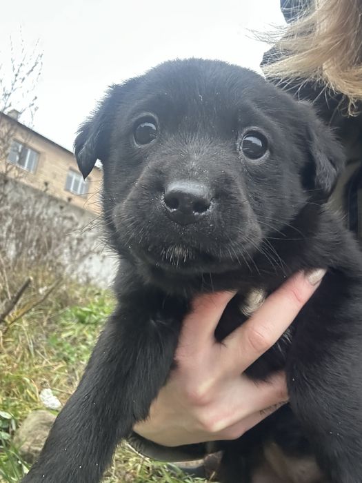 Цуценята в добрі руки