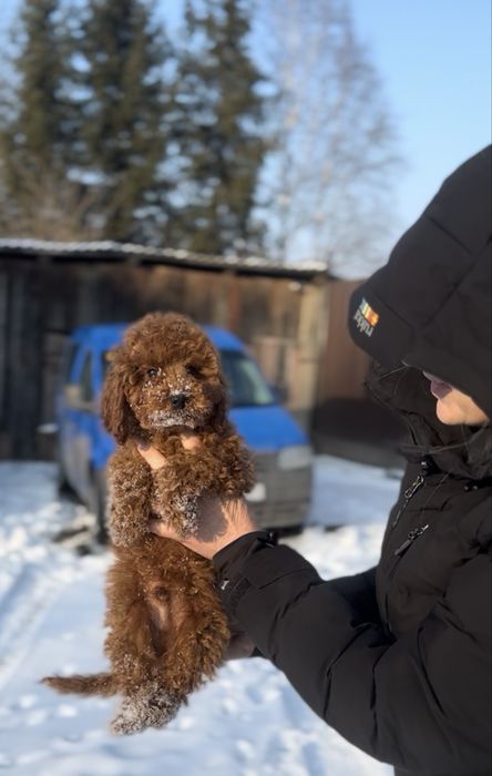 Розкішні хлопці той пуделя чіп, міжнародний памспорт є