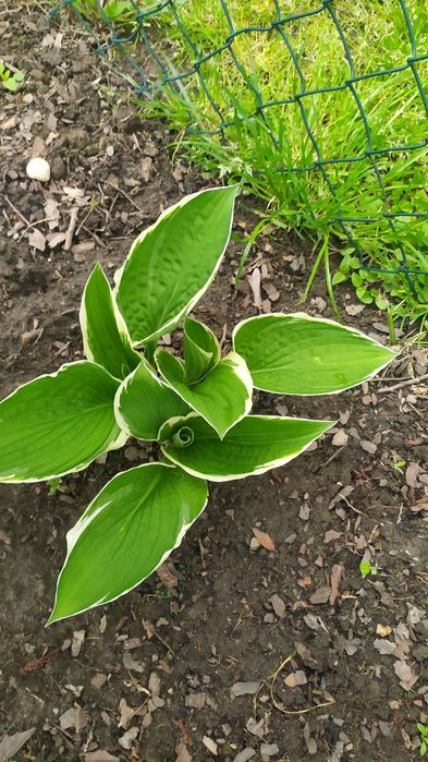 Trawa ozdobna turzyca ,hosta,funkie, milin