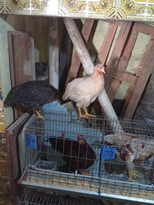 Galinhas e patos