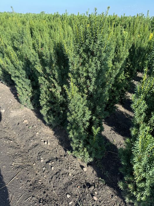 Cis hicksi  taxus