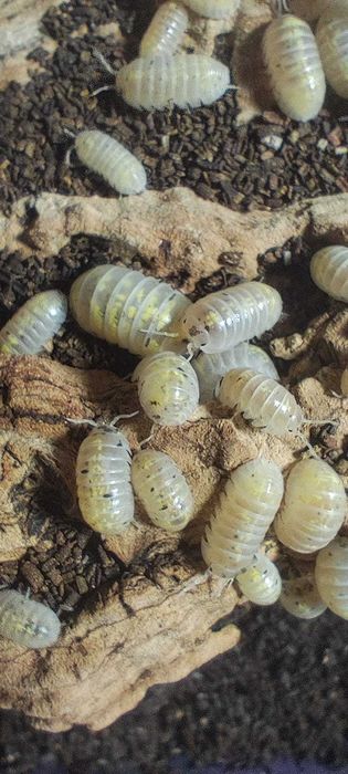 Isopods (Bichos da conta) 3/3