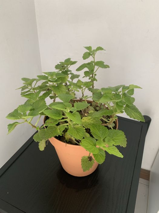 Vaso de plastico  com mirra  25 com