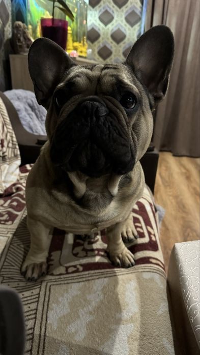 Вязка французького бульдога