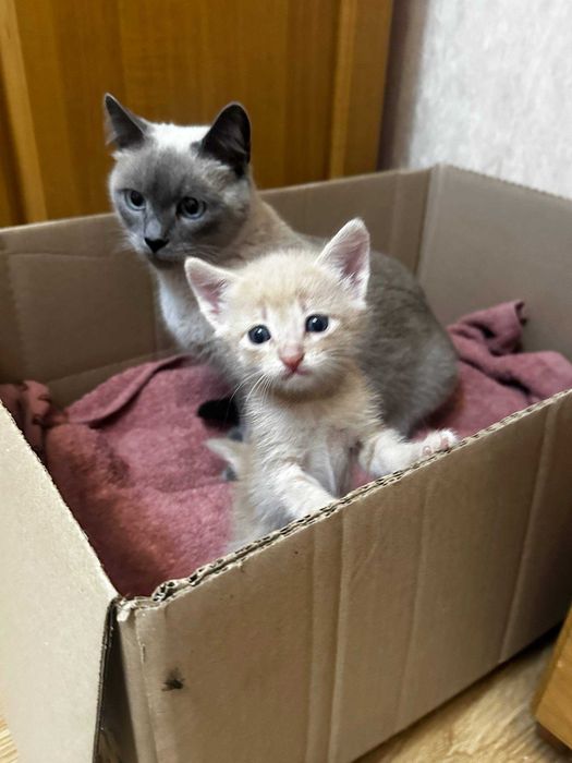 Віддам дуже милих котиків