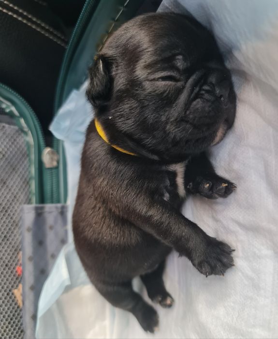 Bulldog Francês Lop e Afixo