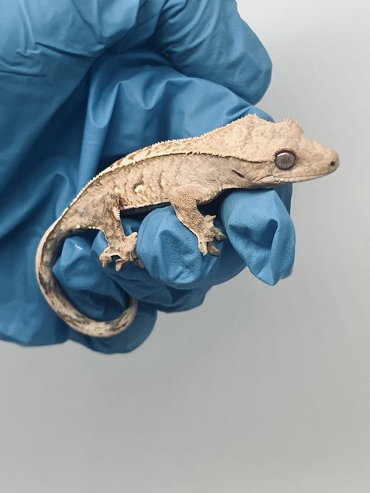 Gekon orzęsiony możliwa wyprawka transport