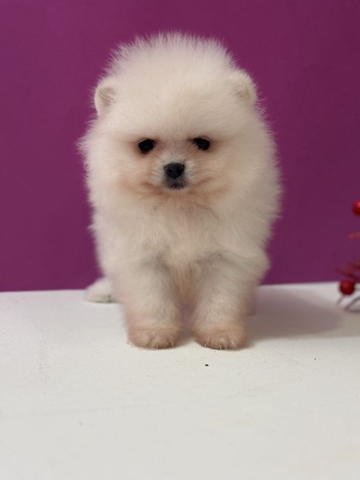 Шикарна дівчина шоу класу